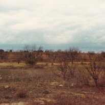 PeacanFarm_001
