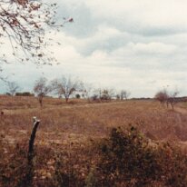 PeacanFarm_002