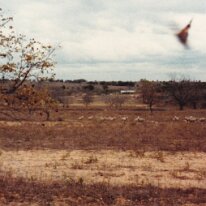 PeacanFarm_005