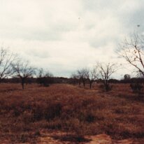 PeacanFarm_008