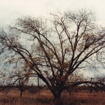 PeacanFarm_009