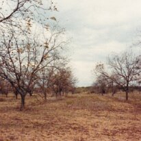 PeacanFarm_010