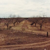 PeacanFarm_011