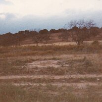 PeacanFarm_012