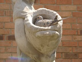 Basket Lady null